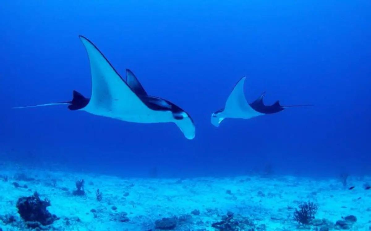 White Sandy Beach-Best Manta Snorkeling Tethi Zewnętrze zdjęcie