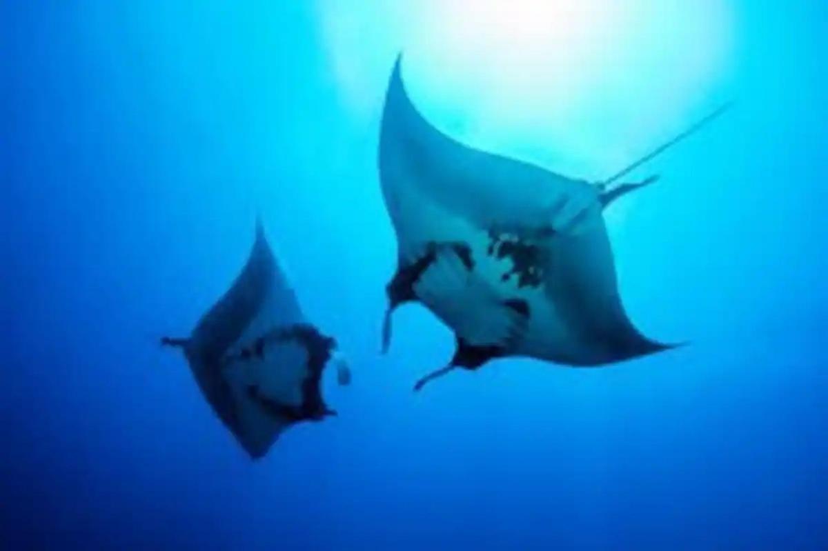 White Sandy Beach-Best Manta Snorkeling Tethi Zewnętrze zdjęcie
